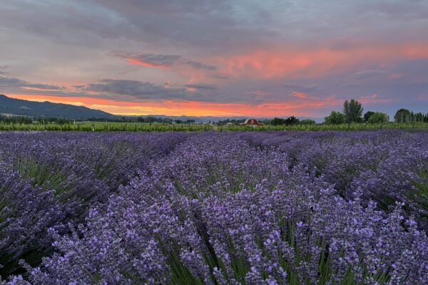^2024 Website Cover Pic Lavender and barn at sunset